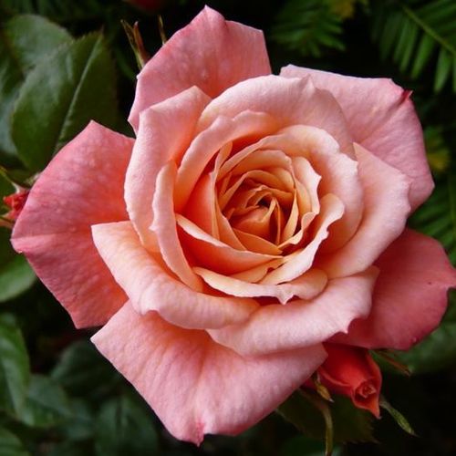 Rozenstruik - Webwinkel - klimroos - roze - Rosa Nice Day - zacht geurende roos - Christopher H. Warner - -
